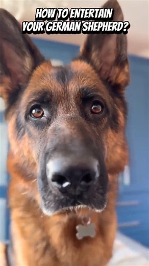 How to entertain your German shepherd dog at home?