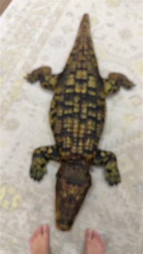 Day, one of my pet saltwater crocodile two day 100