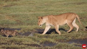 9.6M views · 193 reactions | Best Video Clip 2019 entry by Omer Faragi – *WARNING*: Not for sensitive viewers. A lioness toys with her food – a baby wildebeest. Filmed in Ndutu, Tanzania. #BestVideoClip2019 Brought to you by Fly Airlink Entries are closed. | Africa Geographic | Facebook