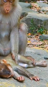 OMG! Poor abandoned baby monkey has a foster mom. | Monkey Magic