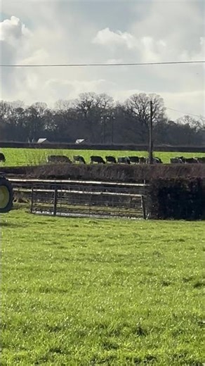 Cattle eating turnips #greatwesternfarms