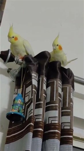 Picku and Pikachu #birds#cockatiel #parrot #shots