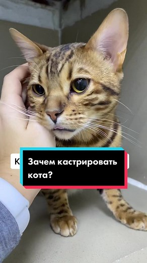 Understanding Kostom Disease in Bengal Cats