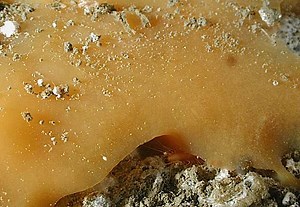 Did methane hydrates cause Deepwater Horizon explosion?