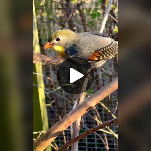 Pekin Robin Female warning sounds | Aviary Birds