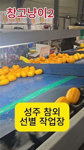 성주 참외 선별 작업중