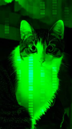 The Matrix🕶️ #cat #shorts #viral