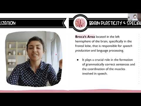 AP Psych: 1.4.B Neuroplasticity, Split Brain, & Brain Scans