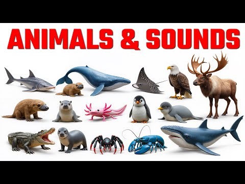 Reptiles and Crawling Animals for Kids | 25 Reptiles & Crawling Creatures With Sounds & Pictures