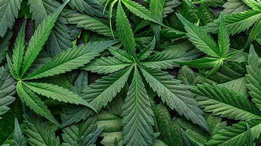 State-licensed medical marijuana reclassified. Is it legal in Florida now?