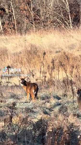 Big Deer!!#deerhunting #nature #buck #deer #hunting