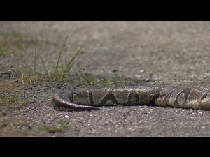 Dead Ball Python found dead in Cape Coral