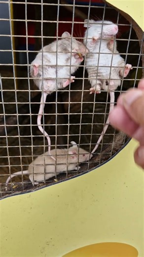 Mäuse füttern im Haustierpark Werdum #werdum #mäuse #shorts