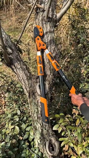 Powerful Tree Pruner in Action 🌳✂️ | Satisfying Cut!#Pruning#TreePruning#GardenTools##Lopper