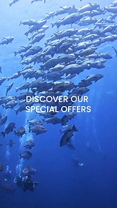 14 Dives in 5 Days - Discover our special offers and book your next adventure in the Red Sea🌊 Whether you’re here to enjoy a week of dives, join our community with a Dive Stay package, or start your journey with an SSI Open Water course — Camel Dive has an offer for you. Stay in our boutique hotel or join us just for the diving: authentic hospitality, laid-back vibes, and unforgettable dives are waiting. 📍 Camel Dive Club & Hotel, Sharm El-Sheikh 🐠 Community of divers, unique atmosphere 👉 Di
