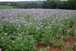 Lacy Phacelia - Facts And How To Care Guide - Green Packs
