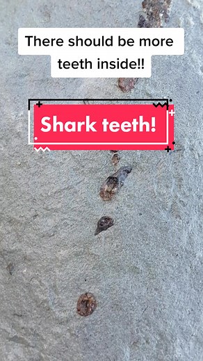 This could be a sawshark rostrum. The teeth are still in a row! #fossil #rare #shark #sawshark #teeth #miocene #nz