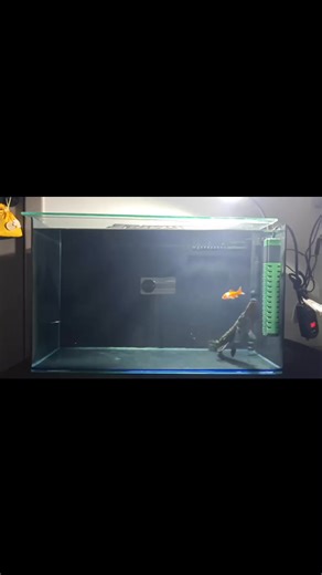 Feeding Race! Who's Faster: Alligator Gar or Micropeltes Snakehead? U Judge!🐟✨ #FeedingRace #AlligatorGar #ChannaMicropeltes #MonsterFishKeepers #FishKeepingHobby #MonsterFish #PredatorTank | AQUA VISTA