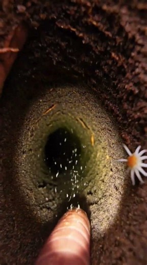 What Earthworms See Underground: Micro-Camera Mounted on Live Specimen | Raw POV