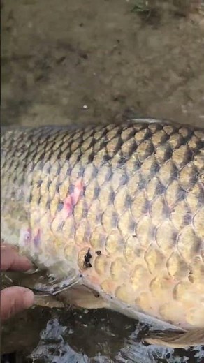 Carpe d'avril à la mouche. #flyfishing #carpfishing #carponfly #catchandrelease
