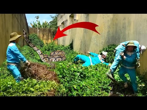 Dangerous Cleanup: Python Guards Abandoned House – Can We Survive This Deadly Encounter?