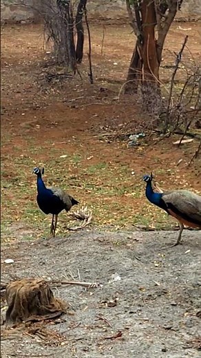 Beautiful peacock couple