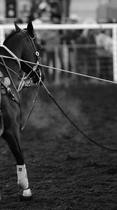 5.5K views · 170 reactions | Fall rodeos in Canada. —- . . ....