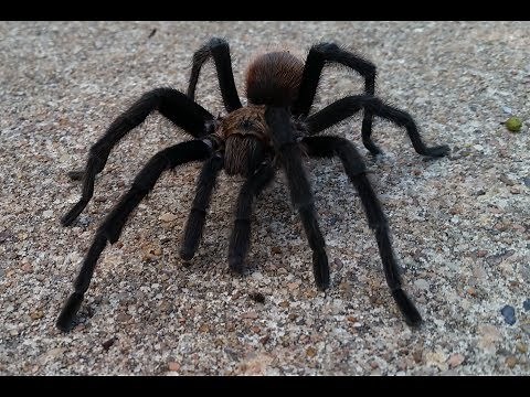 Wild tarantula in the park, close up! Runs fast! Between rains - Austin TX