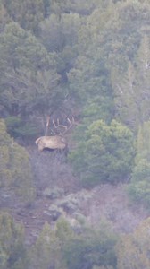 1K views · 80 reactions | This brute of a bull let me get some awesome footage. I was lucky to be in the right place to capture it. He is a dream bull for most elk hunters. I enjoyed watching this old warrior for a while on a cool morning. Good times! #wapitiwednesday #utah #wapitidisease #hitlist #teamsso #sso #shanescottoutfitting #bullelk #elkshape #elkhunting #trainharder | Shane Scott Outfitting | Facebook