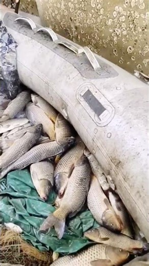 Big fish catch with cast net in river #fishing #fish #new