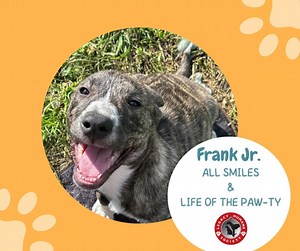 **FRANK JR. WILL MELT YOUR HEART AND WILL MAKE A GREAT ADDTION TO...