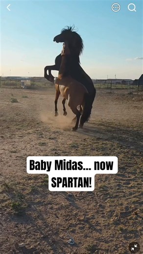 Baby Midas update… he is SPARTAN the giant!