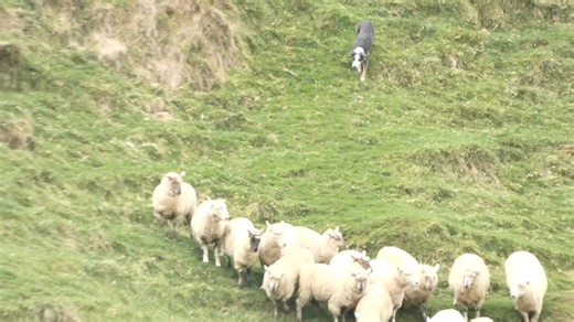 20K views · 72 reactions | young broken in female heading dog well bred nice type easy to work make good trial dog | Serious Training | Facebook