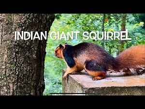 The Indian Giant Squirrel: Nature’s Colorful Acrobat! | Malabar Giant Squirrel