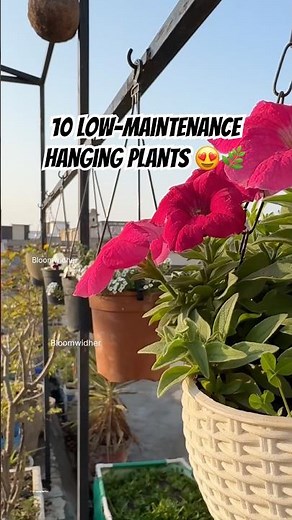 10 Easy-Care Plants for Hanging Planters 😍🌿 #plantlover #youtubeshorts