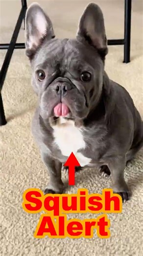 This Is Bulldog Core
