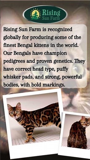 Get a best cat with Bengal cats for sale near me at Rising Sun Farm
