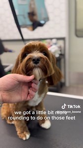 Teddy the Cavapoo's Summer Grooming Transformation