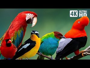 Most Magnificent Birds of America | Soothing Sounds | Serene Birdsong | Breathtaking Natural Beauty