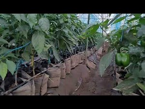 How profitable is a greenhouse farm? Check this..