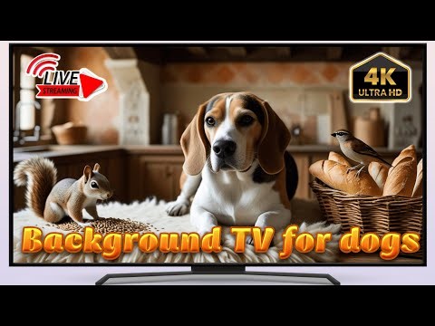 🔴 Live Stream for Dogs – Birds, Squirrels & Rabbits | Wag 2 Watch Live