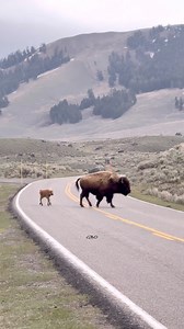 Mama bison giving the little red dog a lesson on road crossing. #Photography #wildlife #nature #wyoming #goodbull #bison #buffalo #yellowstone | Good Bull Outdoors