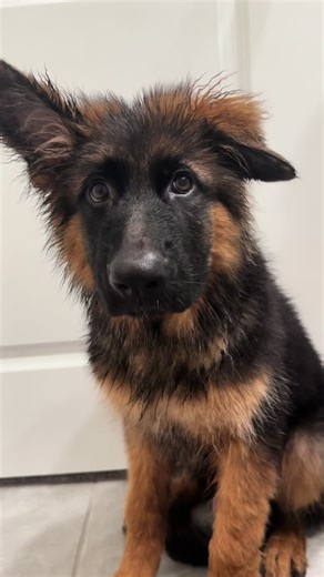 German Shepherd Training Tips for New Dog Owners