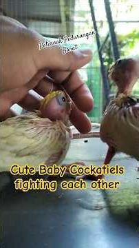 Cute Baby Cockatiels fighting each other #birds #cockatiels #cute #animals