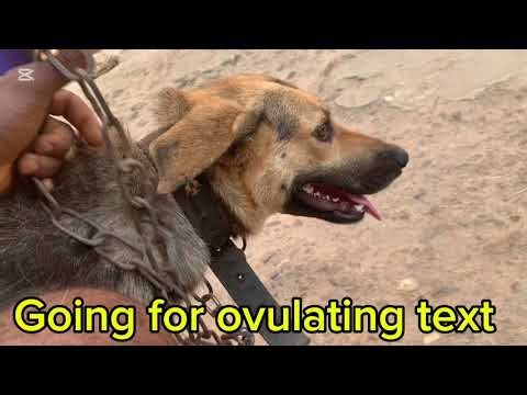 Going for Ovulation Test for My 🐶 dog :Vet Visit