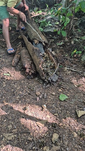Peek at the breeding spotted chickens #shortvideo