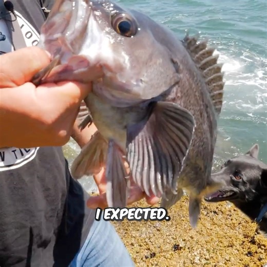 48 HR Survival Challenge! Living Off The Jetty! | Addicted Fishing