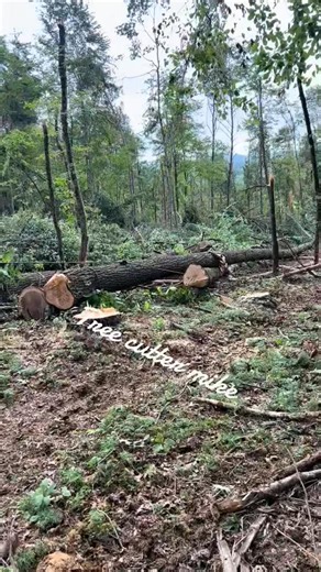 #timberjack #winchwork #550xp #xcutchain #woodgrain #oldschool #kleinhardhats #loggerlife #loggertok | Peake Warren
