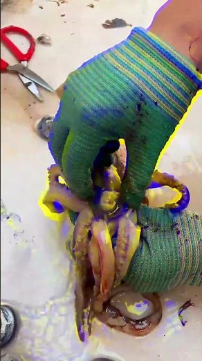 Secrets to Cleaning Octopus for Delicious Recipes 53