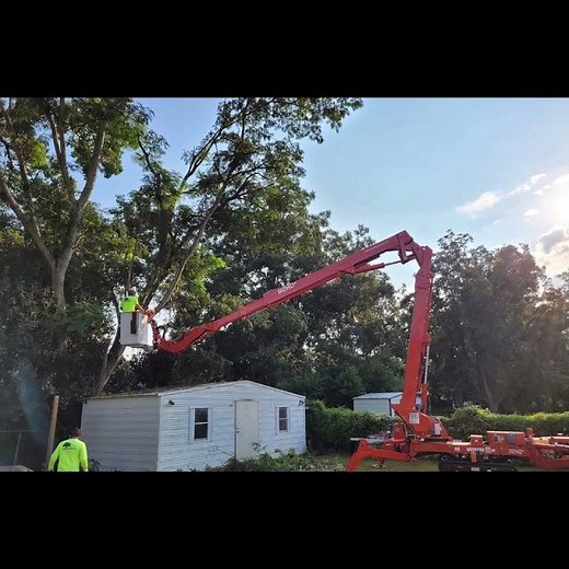 Removing the mimosa tree